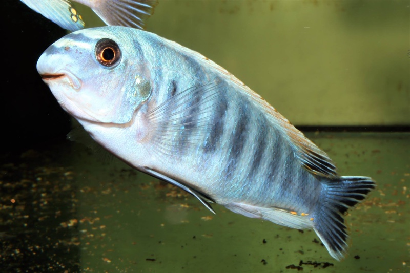 Labeotropheus fuelleborni 'Ikwasi'